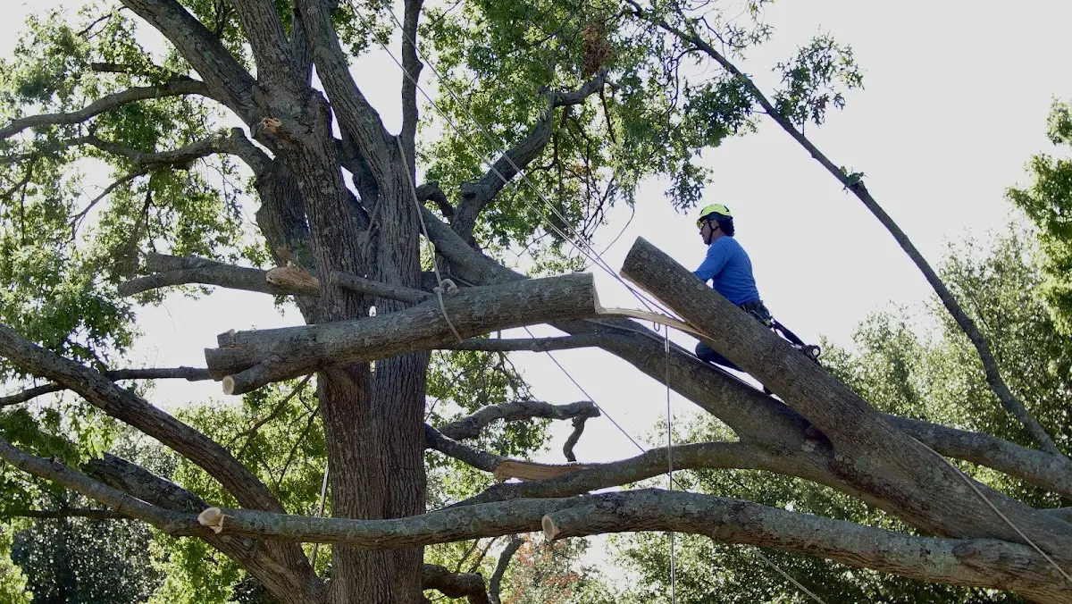 Professional Hazardous Tree Removal performed by certified arborists in Red Devil
