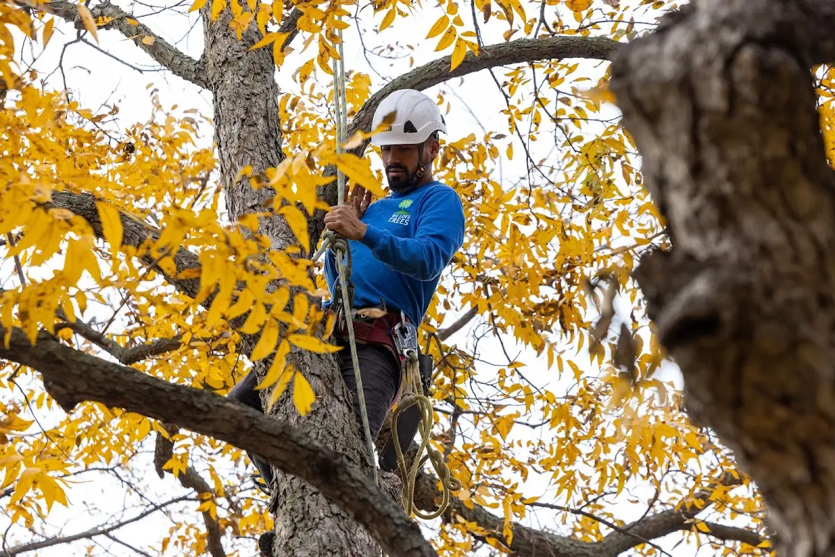 Skilled Tree Pruning crew working in Red Devil